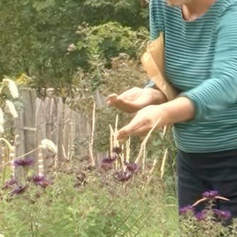 såning af blomsterfrø såning af blomsterfrø